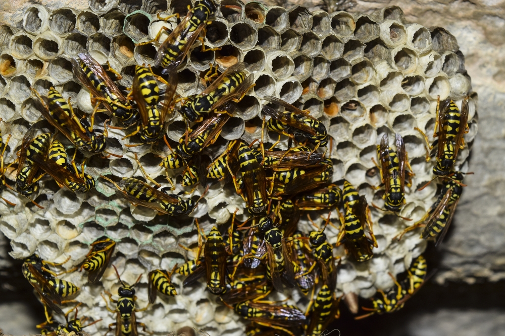 Nid de guêpe