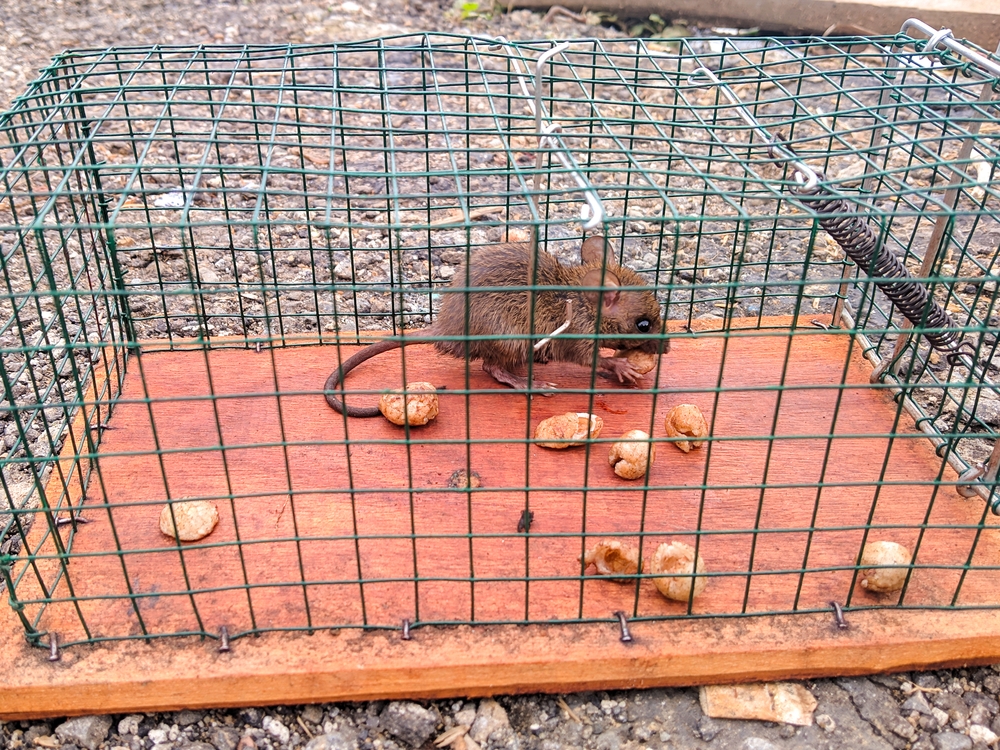 Petite souris prise au piège
